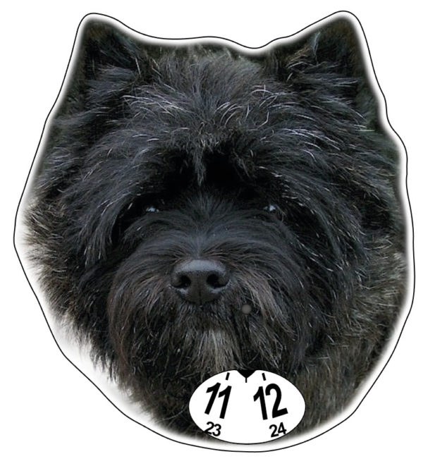 Cairnterrieri