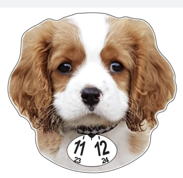 cavalier