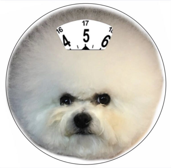 Bichon frisé