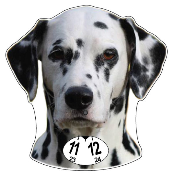 Dalmatian koira