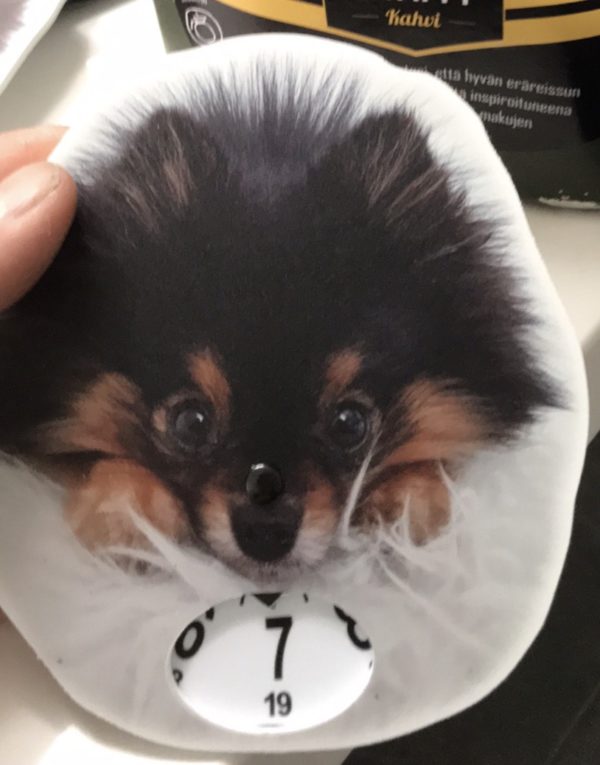 Pomeranian tumma
