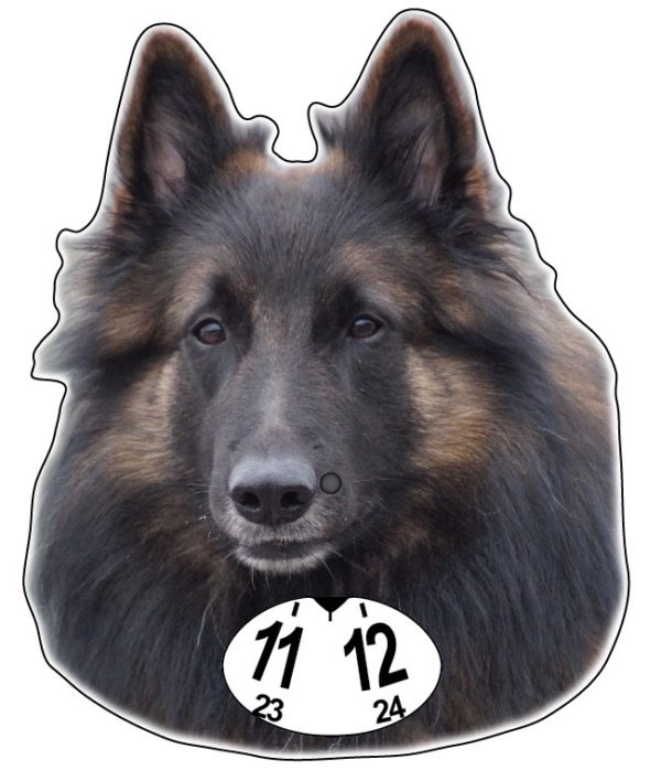 Belgianpaimenkoira- kiekko