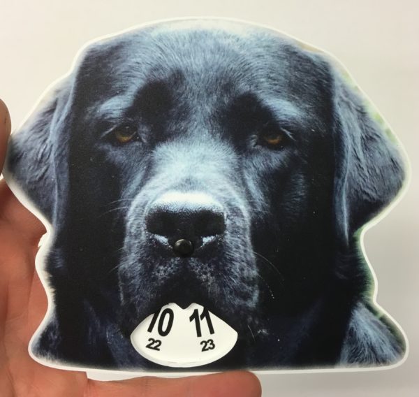 Labradorinnoutaja-parkkikiekko