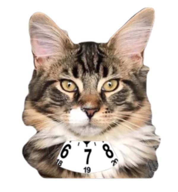 Maine coon pentu