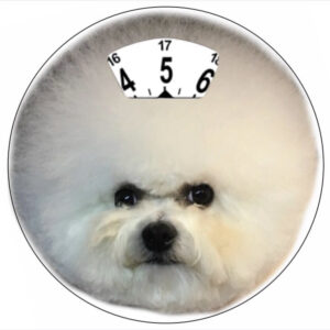 Bichonfrisé parkeringsskiva