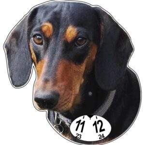 Tax korthårig parkeringsskiva