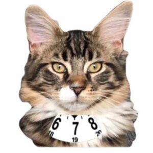 Maine coon kitten parkeringsskiva